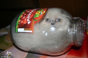 Gata Ksyusha imprensada em seus potes de vidro