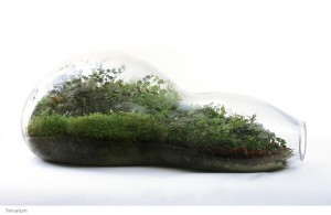 Terrarium - Natureza escultórica em vidro por Paula Hayes