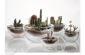 Terrarium - Natureza escultórica em vidro por Paula Hayes