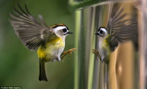 Passarinho Firecrest Atacando seu Reflexo no Espelho-Fotos Chien-Wei Lin