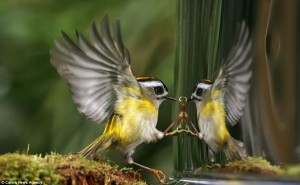 Passarinho Firecrest Atacando sua Imagem no Espelho-Fotos Chien-Wei Lin