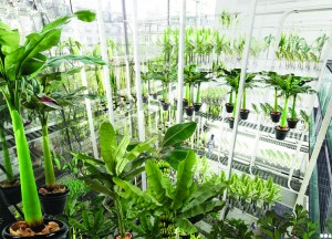 urbanana-fazenda-vertical-de-bananas-em-paris-por-soa