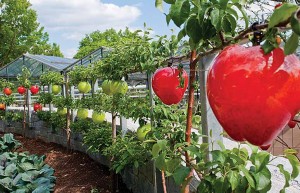 jardim-com-frutas-em-vidro-soprado-pelo-atelie-cohn-stone
