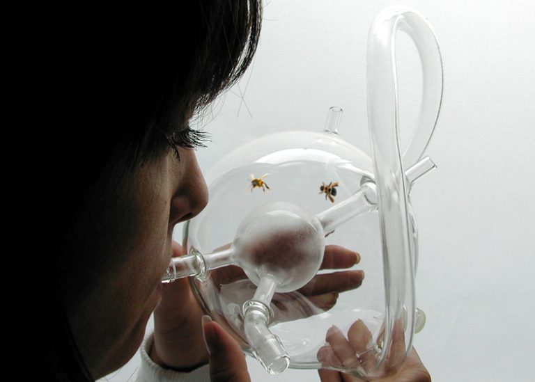 Designer cria método fascinante para diagnosticar câncer utilizando abelhas