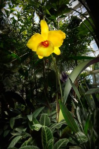 escultura-de-flor-em-vidro-por-jason-gamrath