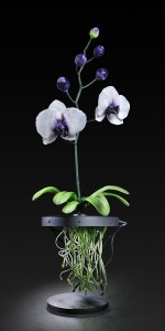 orquideas-em-vidro-por-jason-gamrath