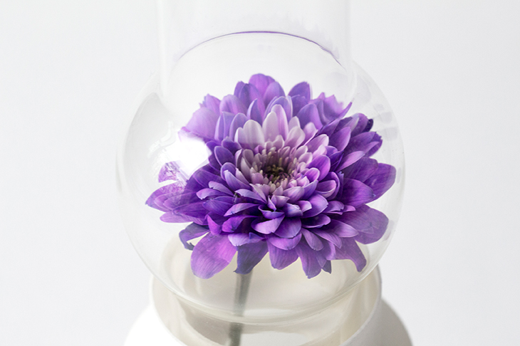 vaso-de-flores-experimenta