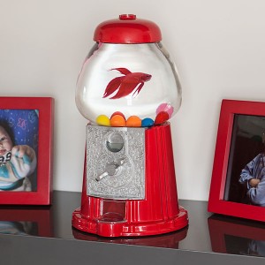 aquario-maquina-de-bolinha-peixe-betta