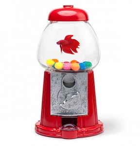 aquario-maquina-de-chiclete-peixe-betta